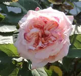 DSCI0603.webp
