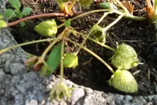 SAM_1409.webp