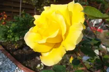 SAM_1410.webp