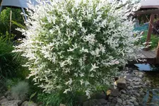 SAM_1419.webp