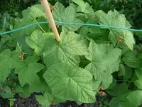 k-P1100835.webp