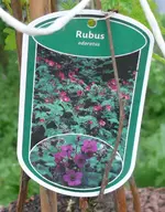 rubus oteratus.webp