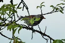 DSCF6008 (2).webp