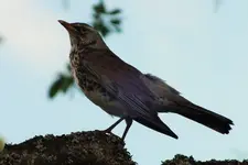 DSCF6012 (2).webp