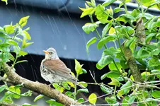 DSCF6015 (2).webp