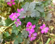 orkney cherrry.webp