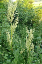 Rhabarberblüte.webp