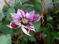 223.webp