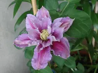 224.webp
