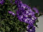 IMG_0010.jpg