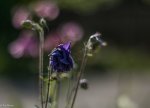 IMG_9851.jpg