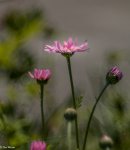 IMG_9942.jpg