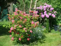 Azalee und Rhodo.webp