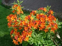 Die Flamme lodert.webp