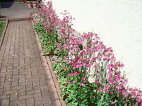 Farbauslese Akelei.webp