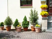 Heuer in Gelb.webp