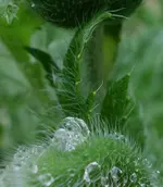 green (33).webp