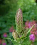 blmnMakro (25).webp