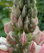 blmnMakro (26).webp