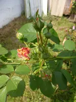 P1130899.webp