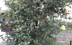 gebutstag 010.webp
