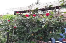gebutstag 011.webp
