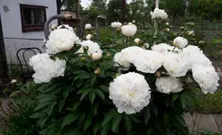 gebutstag 008.webp