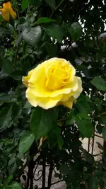gebutstag 016.webp