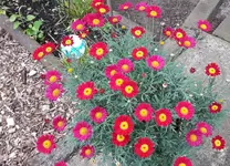 gebutstag 012.webp