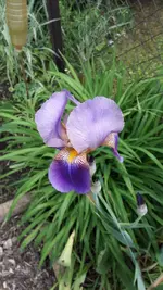 gebutstag 013.webp