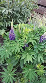 gebutstag 014.webp