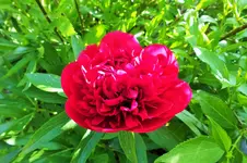 DSCF6044 (2).jpg