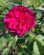 IMG_20160529_090137.webp
