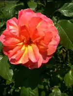 IMG_20160529_090203.webp