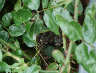vogelnest02.webp