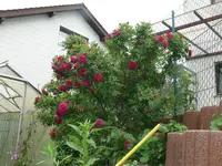P1100899.webp