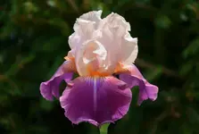 6chevalierdemalte (2).webp