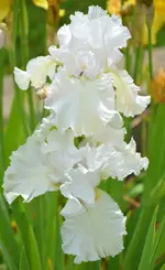 6madeirabelle.webp
