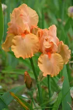 6mandarin.webp
