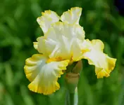 6sirusnation.webp