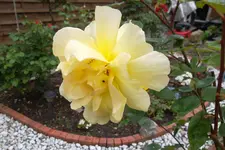 SAM_1426.webp
