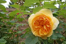 SAM_1429.webp