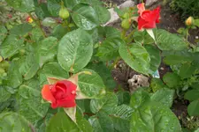 SAM_1430.webp