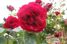 SAM_1432.webp