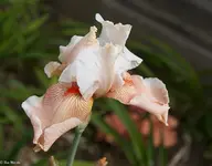IMG_0091.webp
