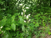 orchidee3.webp