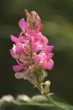 pink1.webp