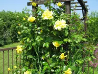 IMG_4799.webp