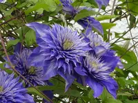 DSC05216.webp