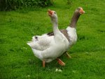 DSC05178.jpg